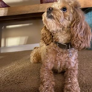 Meet your Posher, Faith